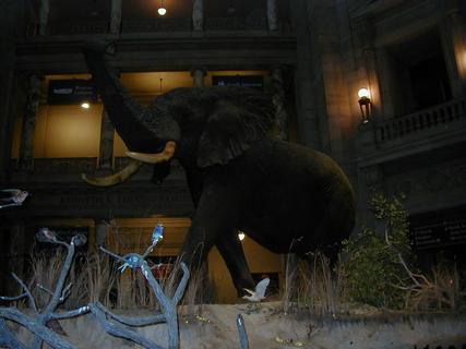 Elephant inside Natural History Museum<br>Location: <a href="https://www.google.com/maps/search/?api=1&query=38.89096,-77.02601" target="_new">Smithsonian National Museum of Natural History</a>